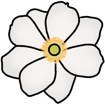 an eight-petaled white windflower, or anemone, flower